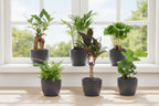 Mini planten set 6 - Inclusief 6x pot Boule Antraciet