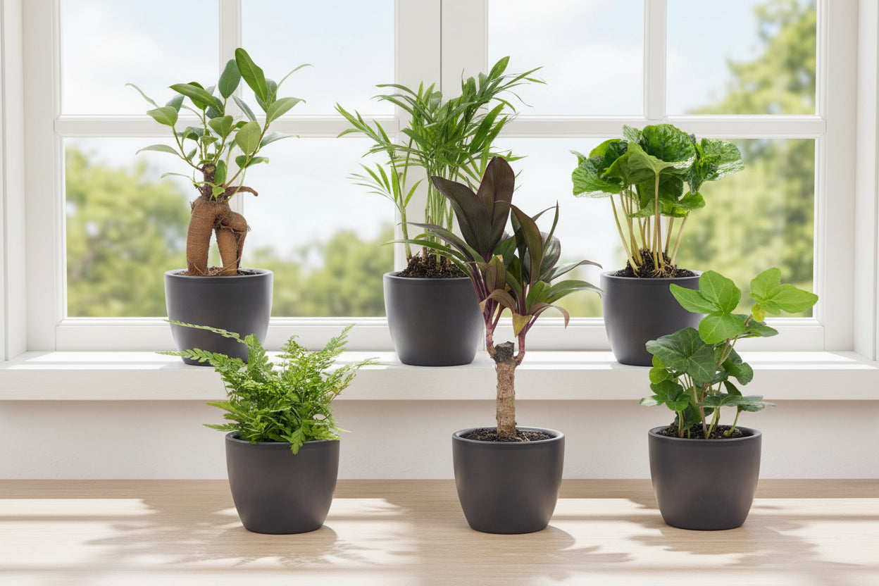 Mini planten set 6 - Inclusief 6x pot Boule Antraciet