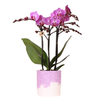 Paarse Vienna orchidee + Bloom sierpot paars – potmaat Ø9cm | bloeiende kamerplant – vers van de kweker