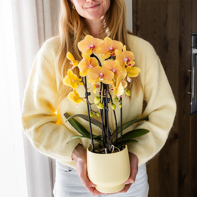 Oranje phalaenopsis orchidee potmaat Ø12cm | Sunny Bunny | bloeiende kamerplant - vers van de kweker