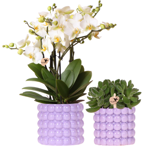 Plantenset Poppy Paars | Witte Lausanne orchidee 12 cm + groene plant 9 cm incl. sierpotten – vers van de kweker
