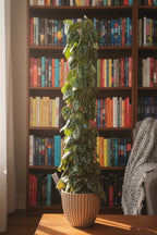 Scindapsus Pictus Trebie gaasrek - 160 cm - ø27