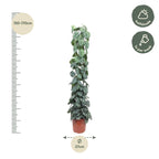 Scindapsus Pictus Trebie gaasrek - 160 cm - ø27