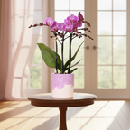 Paarse Vienna orchidee + Bloom sierpot paars – potmaat Ø9cm | bloeiende kamerplant – vers van de kweker