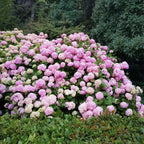 Hydrangea macrophylla Roze - Hortensia - Winterhard - Roze - 3 Planten - Pot 12cm - Hoogte Hoogte 20-30cm