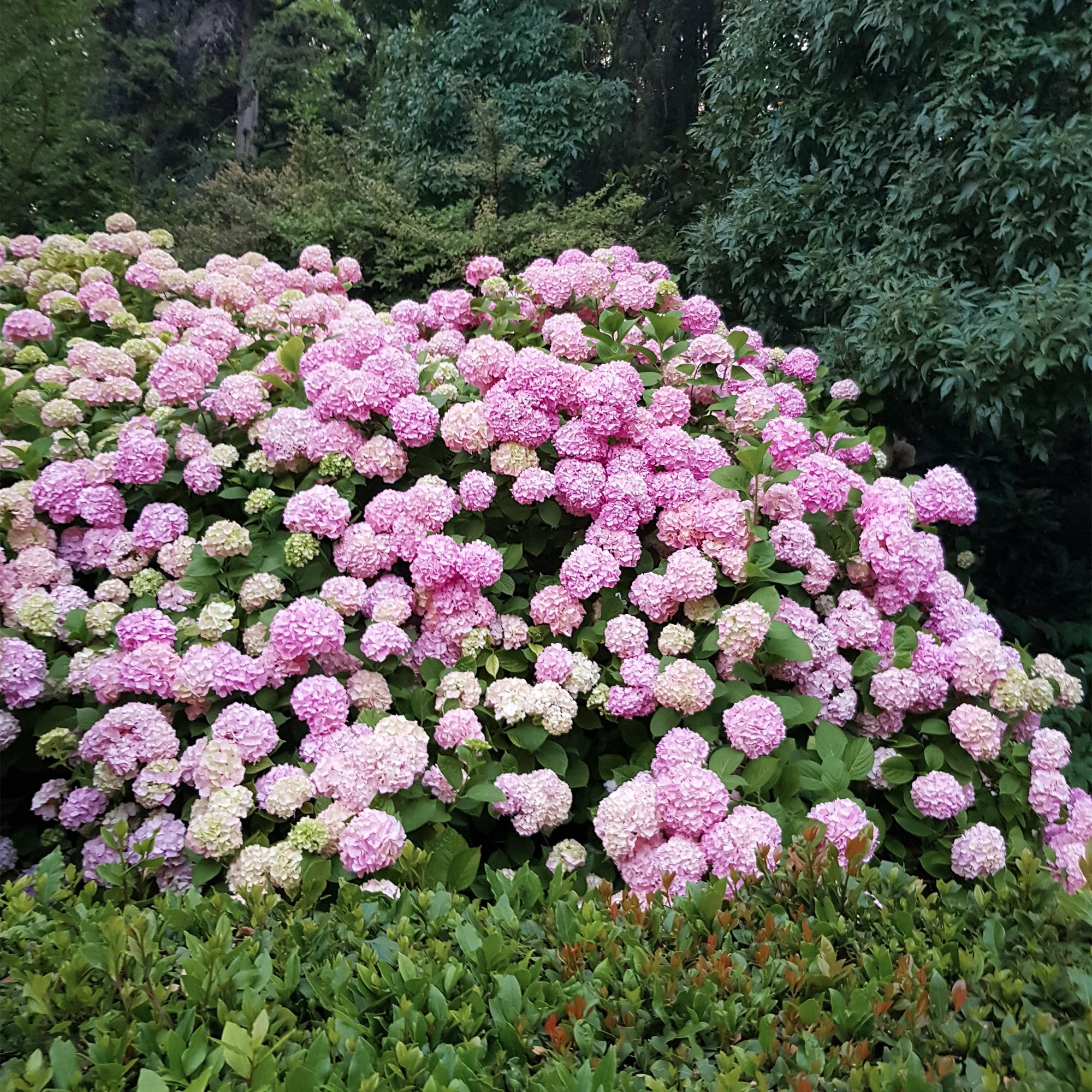 Hydrangea macrophylla Roze - Hortensia - Winterhard - Roze - 3 Planten - Pot 12cm - Hoogte Hoogte 20-30cm