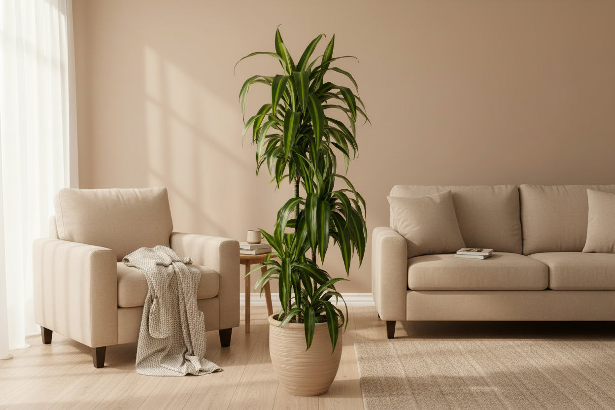 Dracaena Hawaiian Sunshine - 150cm