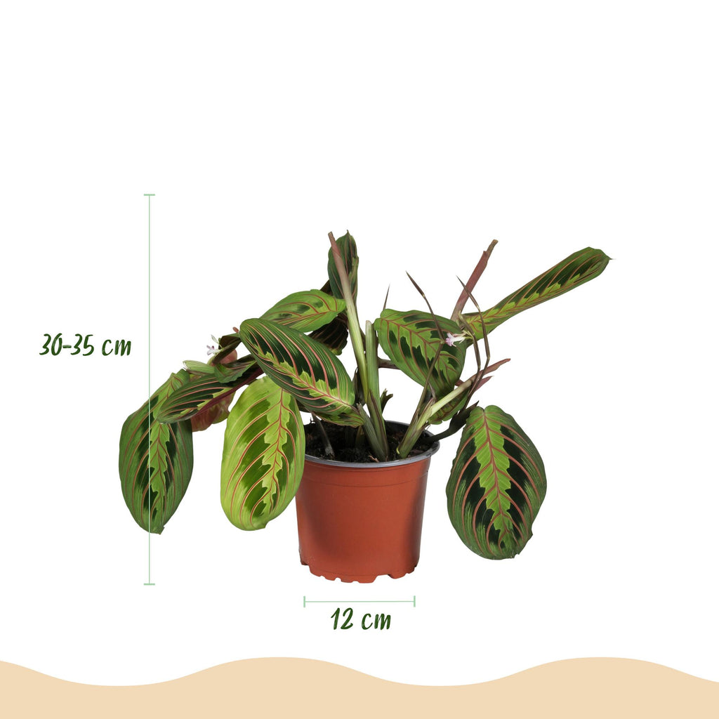 Maranta Fascinator Tricolour - Gebedsplant - Huisdiervriendelijke Plant - Groen - 1 Plant - met Mand - Pot 12cm - Hoogte 25cm