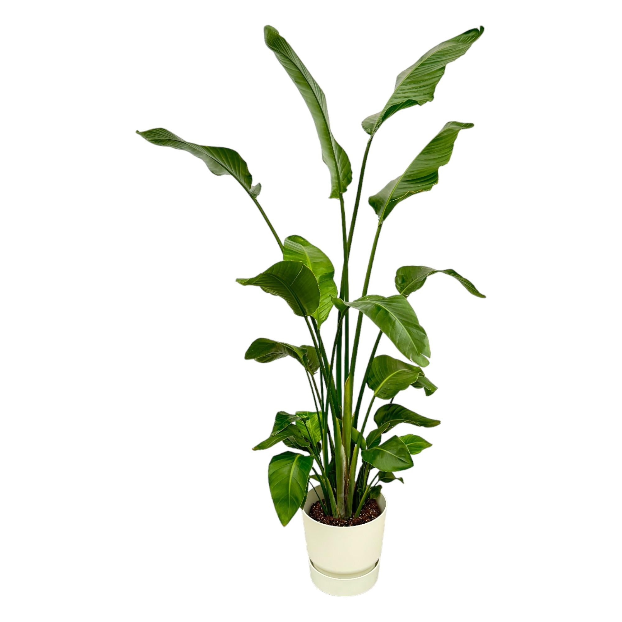 Strelitzia Nicolai inclusief elho Greenville Round wit - 170 cm - Ø30