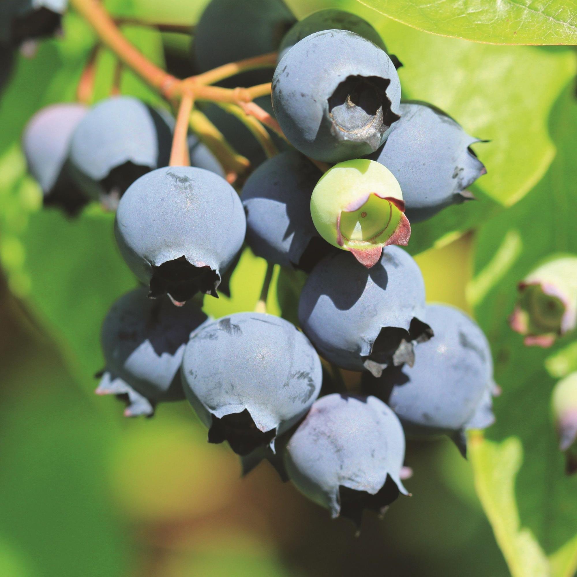 Fruitplant - 2x Vaccinium corymbosum Bluecrop - Bosbes - Winterhard - Blauwe Bes - 2 Planten - Pot 15cm - Hoogte 50cm