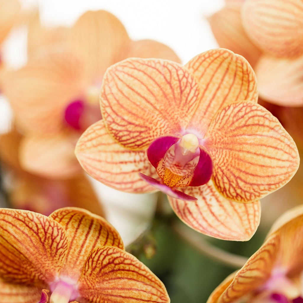 oranje Phalaenopsis orchidee potmaat Ø9cm | Jamaica | bloeiende kamerplant - vers van de kweker