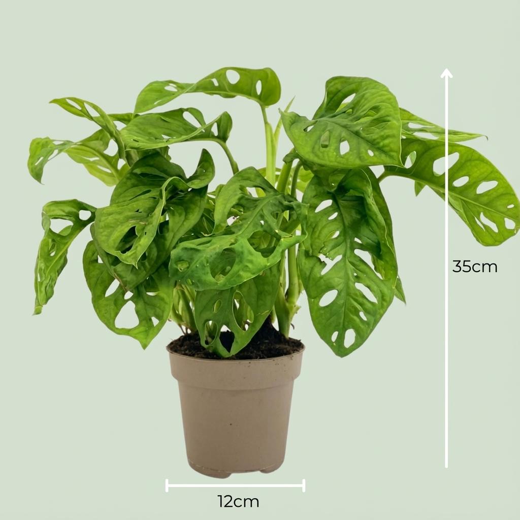 Monstera Adansonii Monkey Mask - Ø 12 cm - Hoogte: 25-35cm