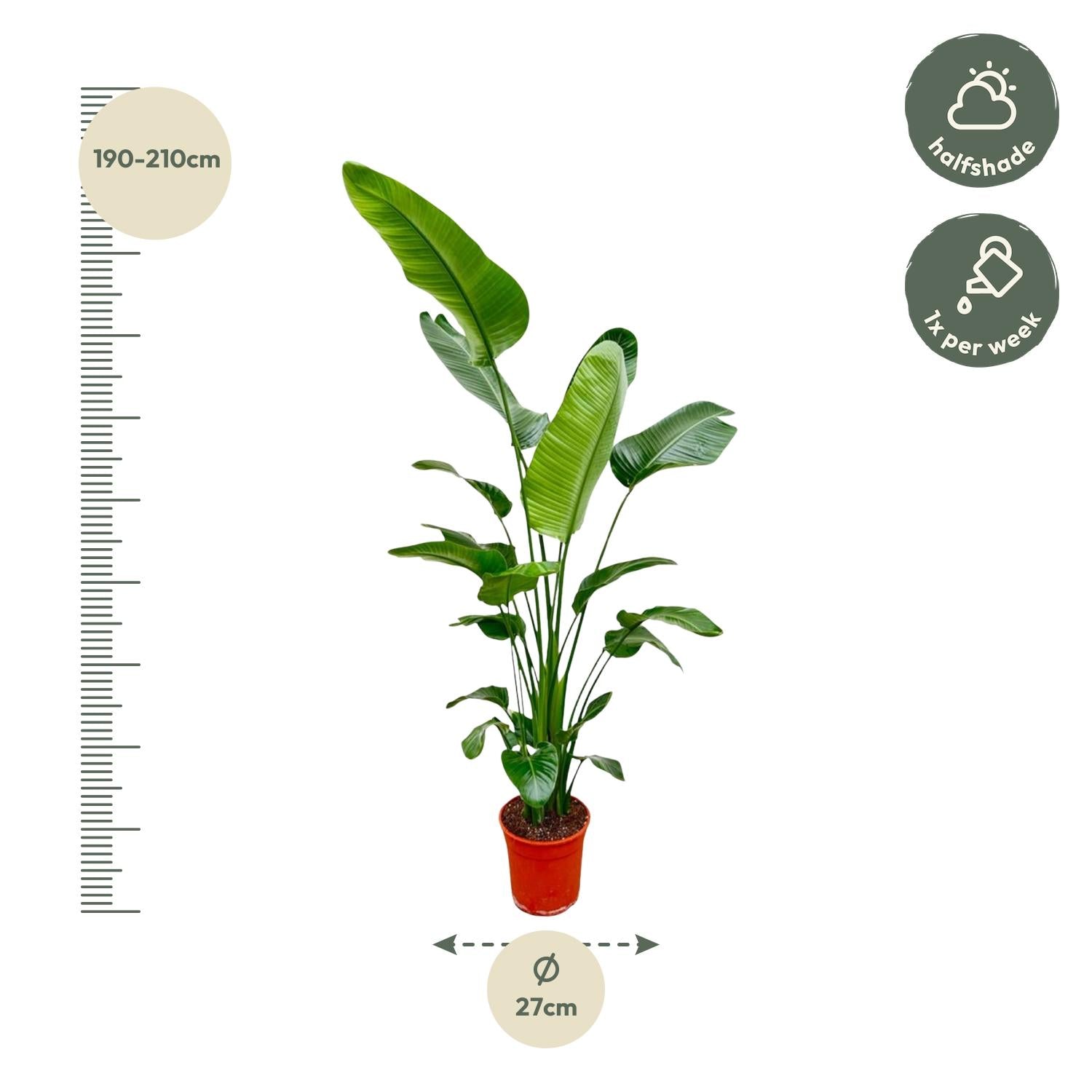 Strelitzia Nicolai - 180-200 cm - ø25-30