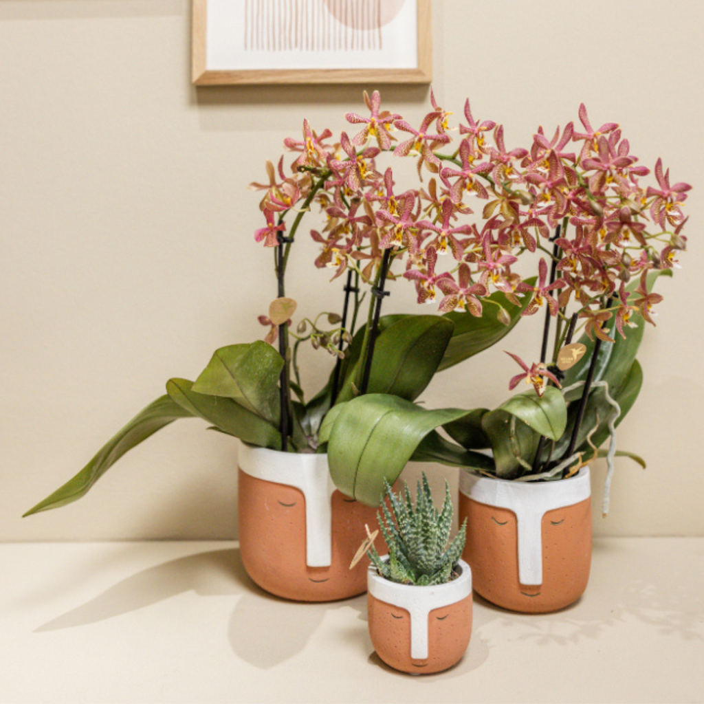 oranje Phalaenopsis orchidee - Spider- potmaat Ø9cm | bloeiende kamerplant - vers van de kweker
