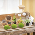 DIY Planten terrarium met licht - Fat Joe Red - Ø 29 cm ↑ 30 cm - No Tools