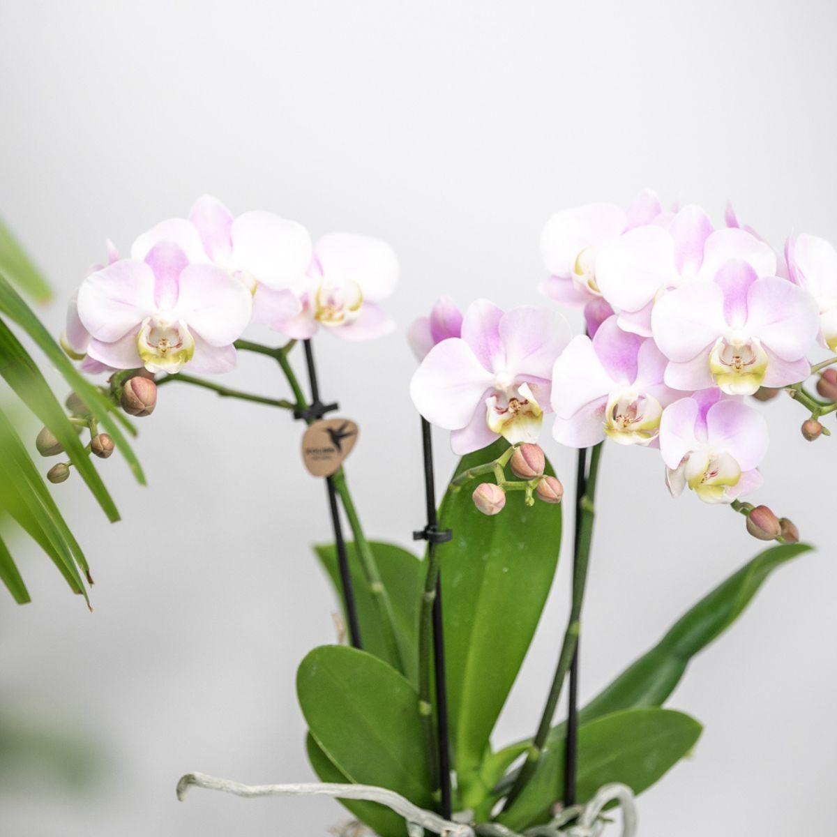 Plantenset Valentijn 'Candy' | Roze Phalaenopsis Orchidee Portugal en Succulent incl. keramieken sierpotten