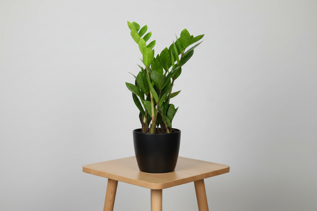 Zamioculcas Zamiifolia - Ø12cm - ↕40cm