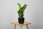 Zamioculcas Zamiifolia - Ø12cm - ↕40cm