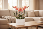 Orchideeënset Diabolo Twin White | twee oranje Bolzano orchideeën Ø9cm