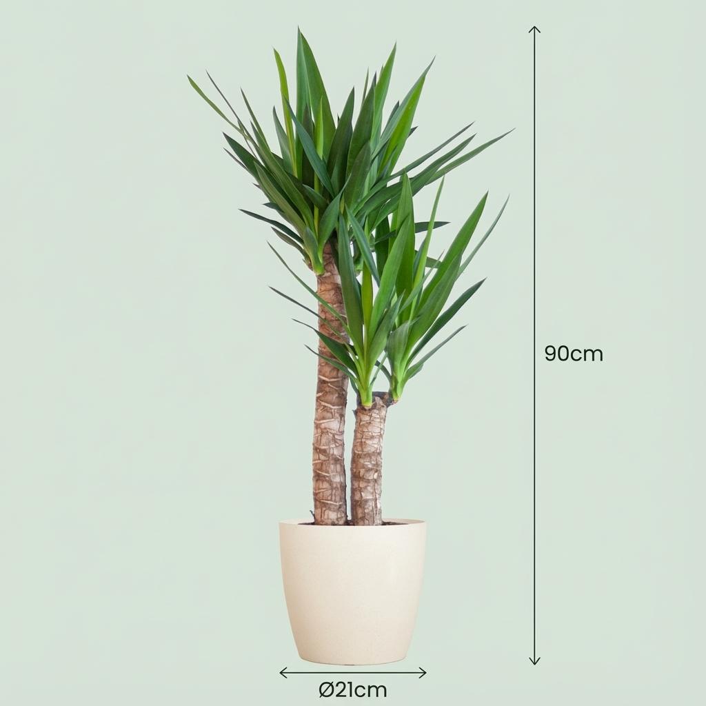 Yucca Elephantipes met Potter wit - 90cm - Ø21