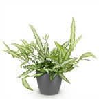 Pteris cretica Albolineata - Lintvaren - Huisdiervriendelijke Plant - Groen - 1 Plant - met Potter Grijs - Pot 12cm - Hoogte 20cm