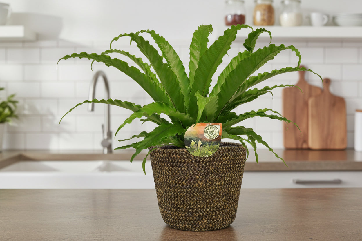 Asplenium Osaka - Ø17cm - ↕40cm + Selin Pot D18x16cm - Zwart