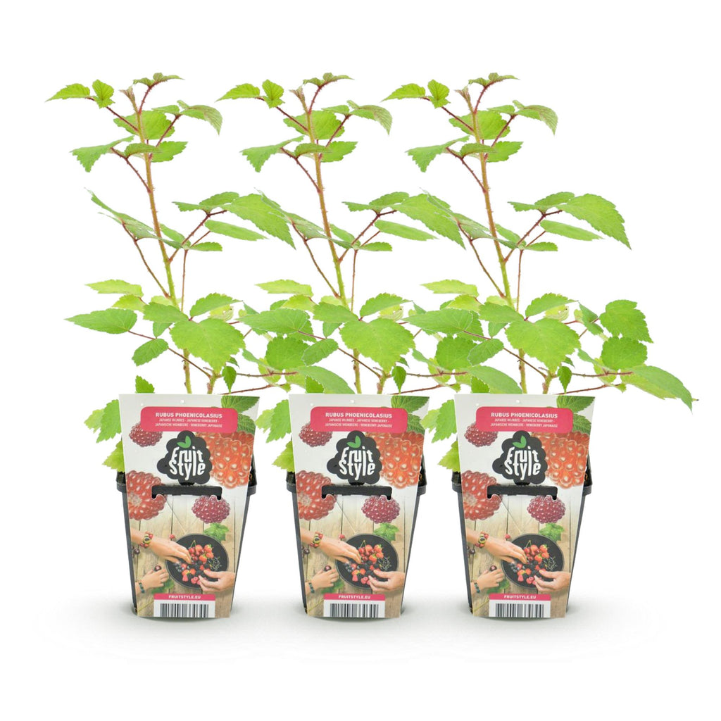Fruitplanten - 3xJapanse Wijnbes - Rubus Phoenicolasius - Winterhard - 3 Planten - Pot 9 cm - Rode Bes