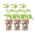 Fruitplanten - 3xJapanse Wijnbes - Rubus Phoenicolasius - Winterhard - 3 Planten - Pot 9 cm - Rode Bes