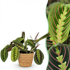 Maranta Fascinator Tricolour - Gebedsplant - Huisdiervriendelijke Plant - Groen - 1 Plant - met Mand - Pot 12cm - Hoogte 25cm