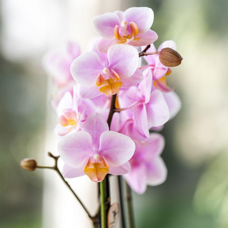 Surprise Diamond - verrassingsbox met 1x Kolibri Diamond orchidee Ø9cm - vers van de kweker