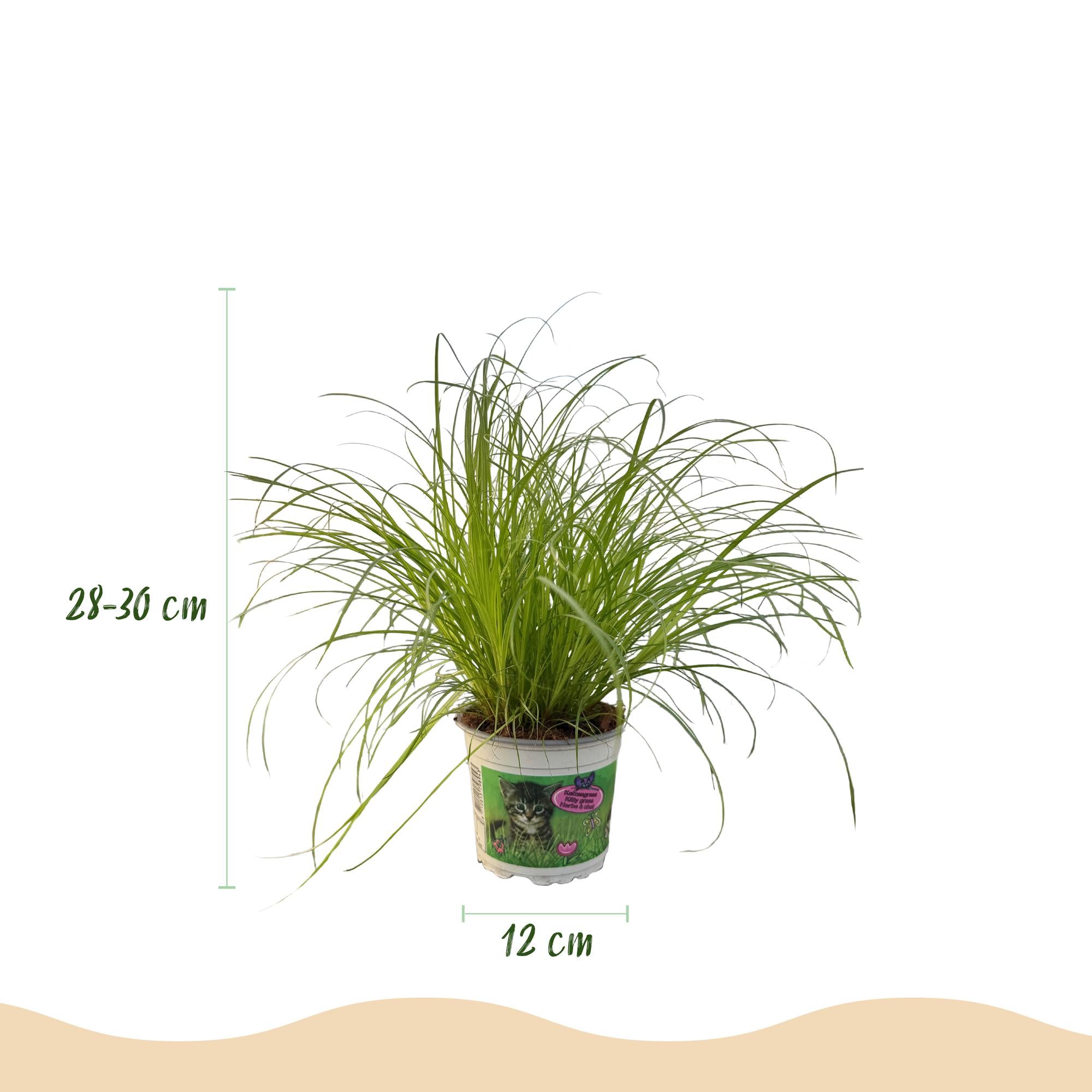 Kattengras 4 stuks  - Cyperus alternifolius Zumula - Kattengras - Huisdiervriendelijk - Groen - 4 Planten - Pot 12cm - Hoogte 28-30cm