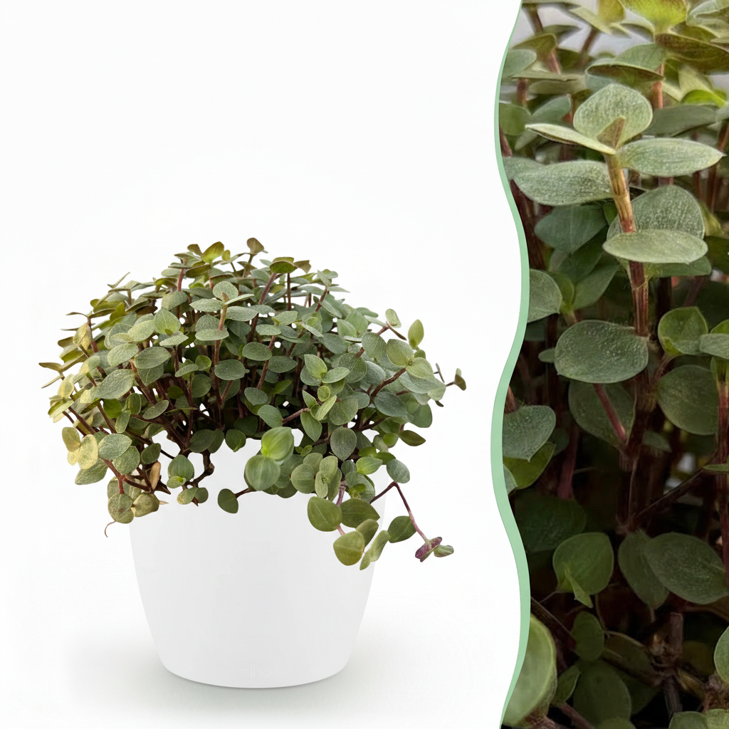 Calissia repens - Kattengras - Huisdiervriendelijk - Groen - 1 Plant - met Potter Wit - Pot 12cm - Hoogte 17-20cm