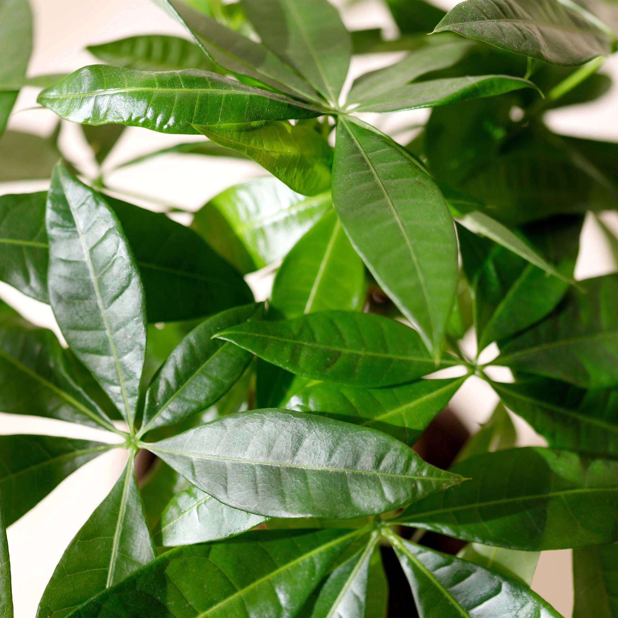 Pachira Aquatica gevlochten stam - Geldboom - Weinig onderhoud - met mand - Groen - 1 Plant - Pot 21cm - Hoogte 80-90cm