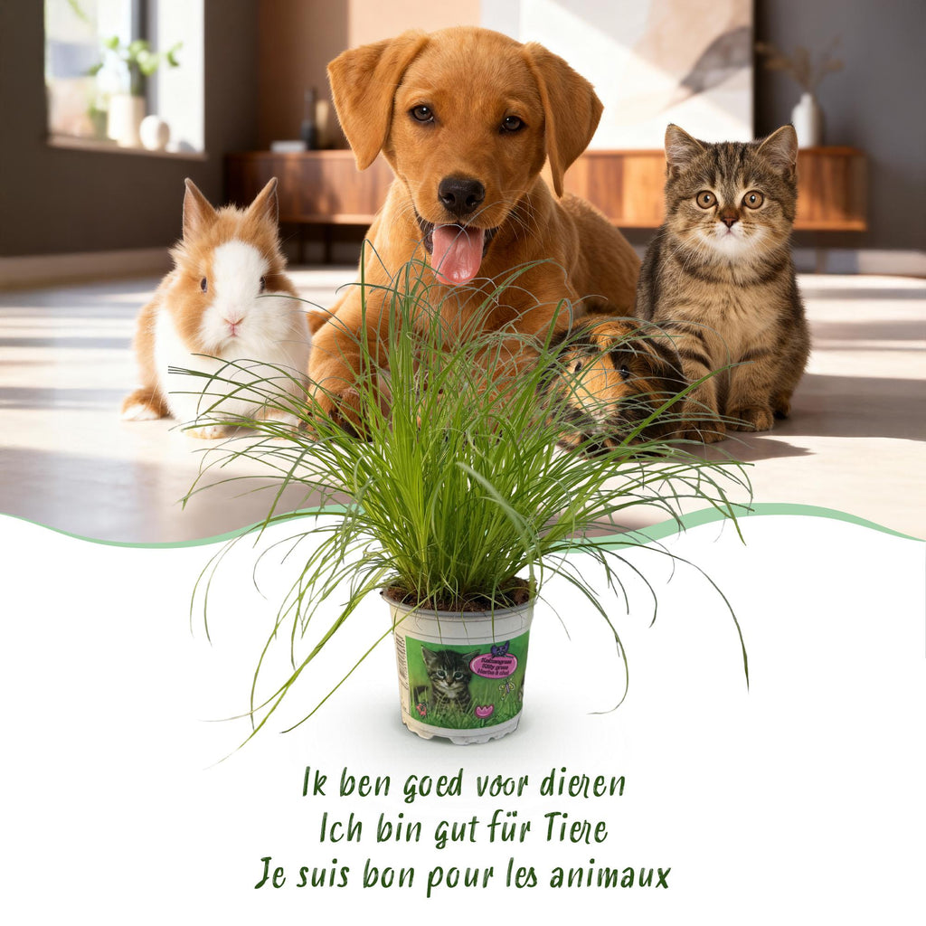 Cyperus alternifolius Zumula 2 STUKS - Kattengras - Huisdiervriendelijk - Groen - 2 Planten - Pot 12cm - Hoogte 28-30cm