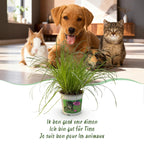 Cyperus alternifolius Zumula 2 STUKS - Kattengras - Huisdiervriendelijk - Groen - 2 Planten - Pot 12cm - Hoogte 28-30cm