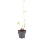 6x Persicaria bistorta - ↕10-25cm - Ø9cm