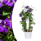 Clematis Double Up Barnadine + Masa 23cm
