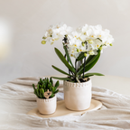 Witte phalaenopsis orchidee potmaat Ø9cm | Zürich | bloeiende kamerplant - vers van de kweker