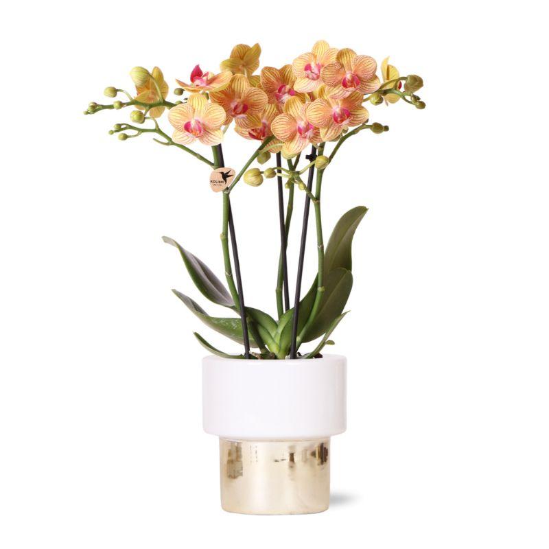 witte Phalaenopsis orchidee – Jamaica + Lush pot – potmaat Ø9cm | bloeiende kamerplant in bloempot - vers van de kweker