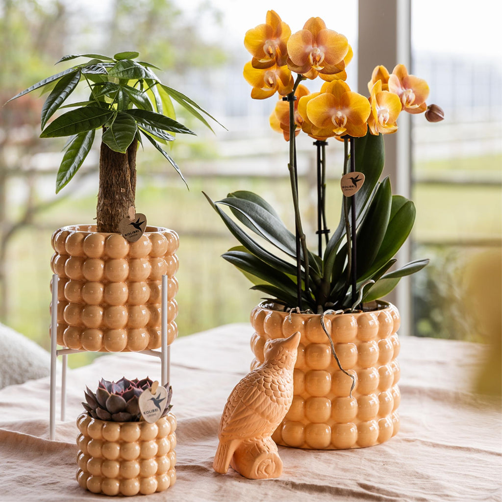 oranje gouden Phalaenopsis orchidee potmaat Ø12cm | Jewel Las Vegas | bloeiende kamerplant - vers van de kweker