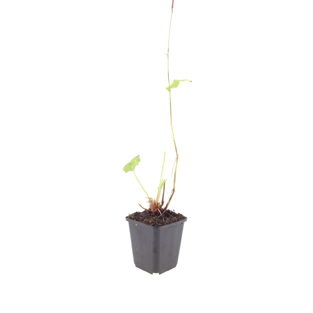 12x Persicaria bistorta - ↕10-25cm - Ø9cm