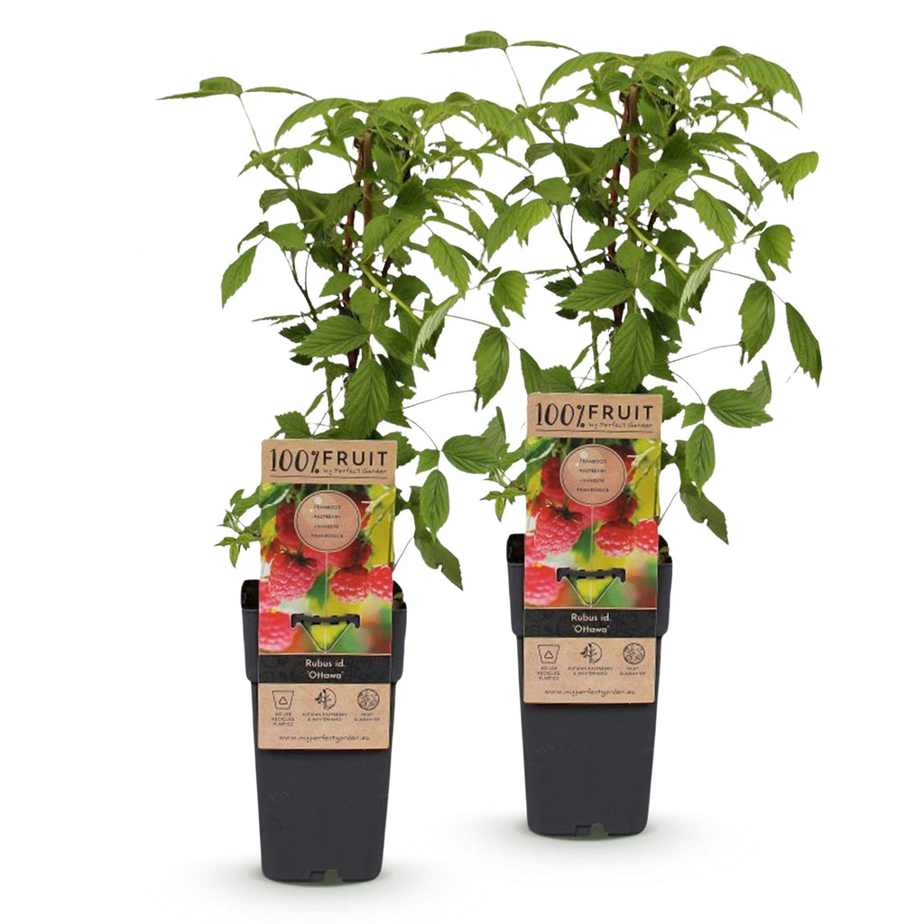 Fruitplant - 2xRubus idaeus Ottawa - Frambozenplant - Winterhard - Rode Framboos - 2 Planten - Pot 15cm - Hoogte 50cm