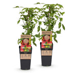 Fruitplant - 2xRubus idaeus Ottawa - Frambozenplant - Winterhard - Rode Framboos - 2 Planten - Pot 15cm - Hoogte 50cm