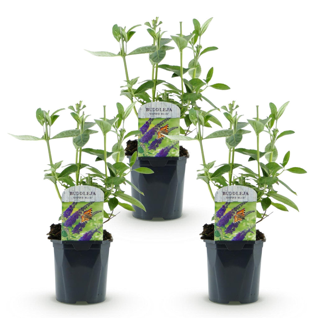 Tuinplant - 3x Buddleja davidii Empire Blue - Vlinderstruik - Winterhard - Blauw - 3 Planten - Pot 17cm - Hoogte 45cm