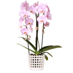 Roze Niagara Falls orchidee 12cm met Mesh White sierpot – vers van de kweker