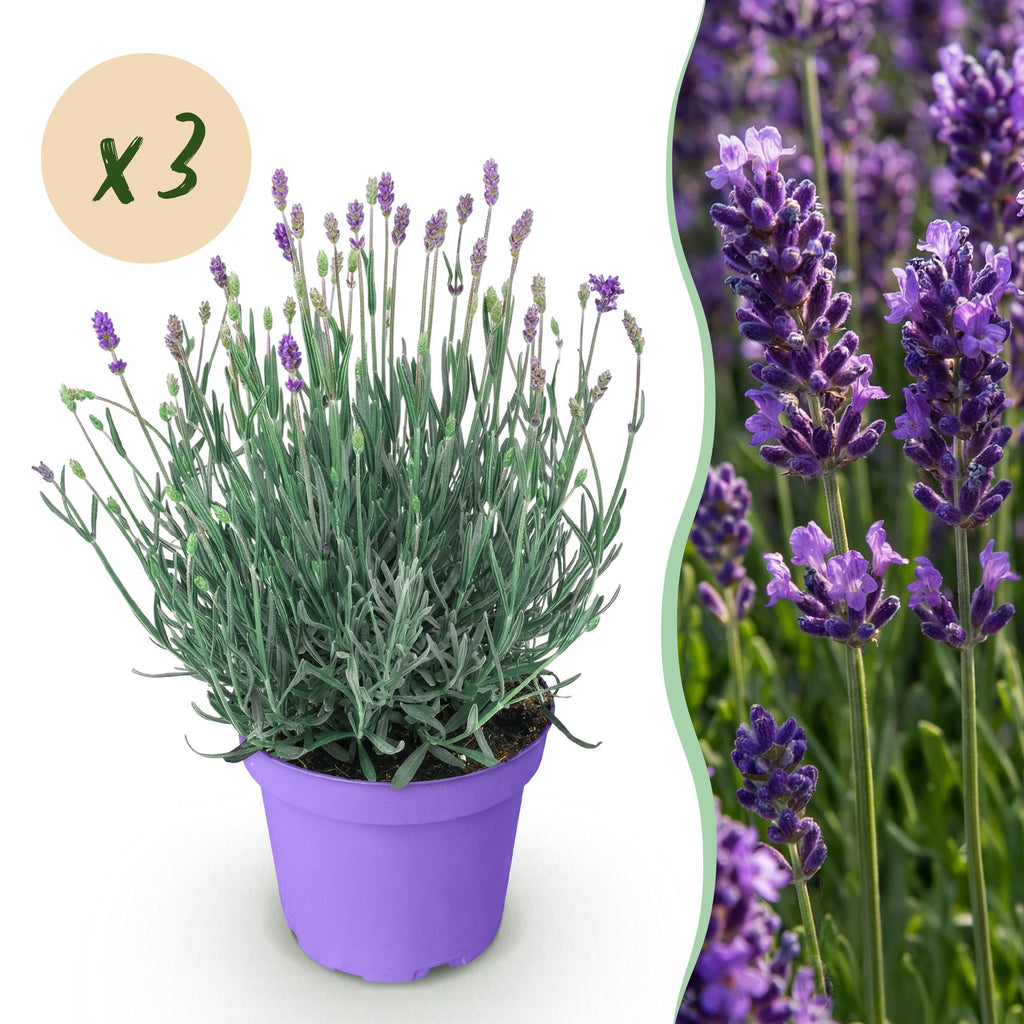 Tuinplant - 3x Lavandula angustifolia Munstead - Lavendel - Winterhard - Paars - 3 Planten - Pot 12cm - Hoogte 15-25cm