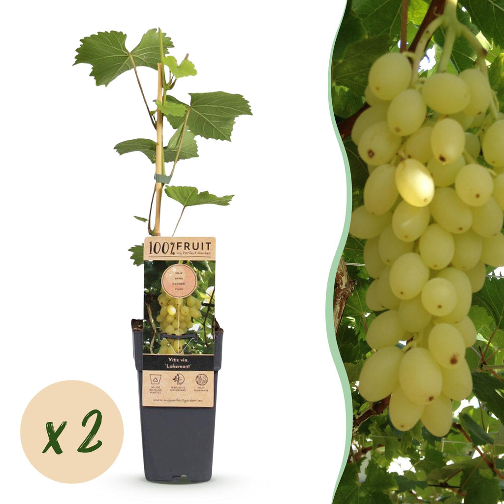 Fruitplant -2x  Vitis vinifera Lakemont - Druivenplant - Winterhard - Goudgele Druif - 2 Planten - Pot 15cm - Hoogte 50cm