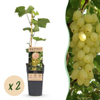 Fruitplant -2x  Vitis vinifera Lakemont - Druivenplant - Winterhard - Goudgele Druif - 2 Planten - Pot 15cm - Hoogte 50cm