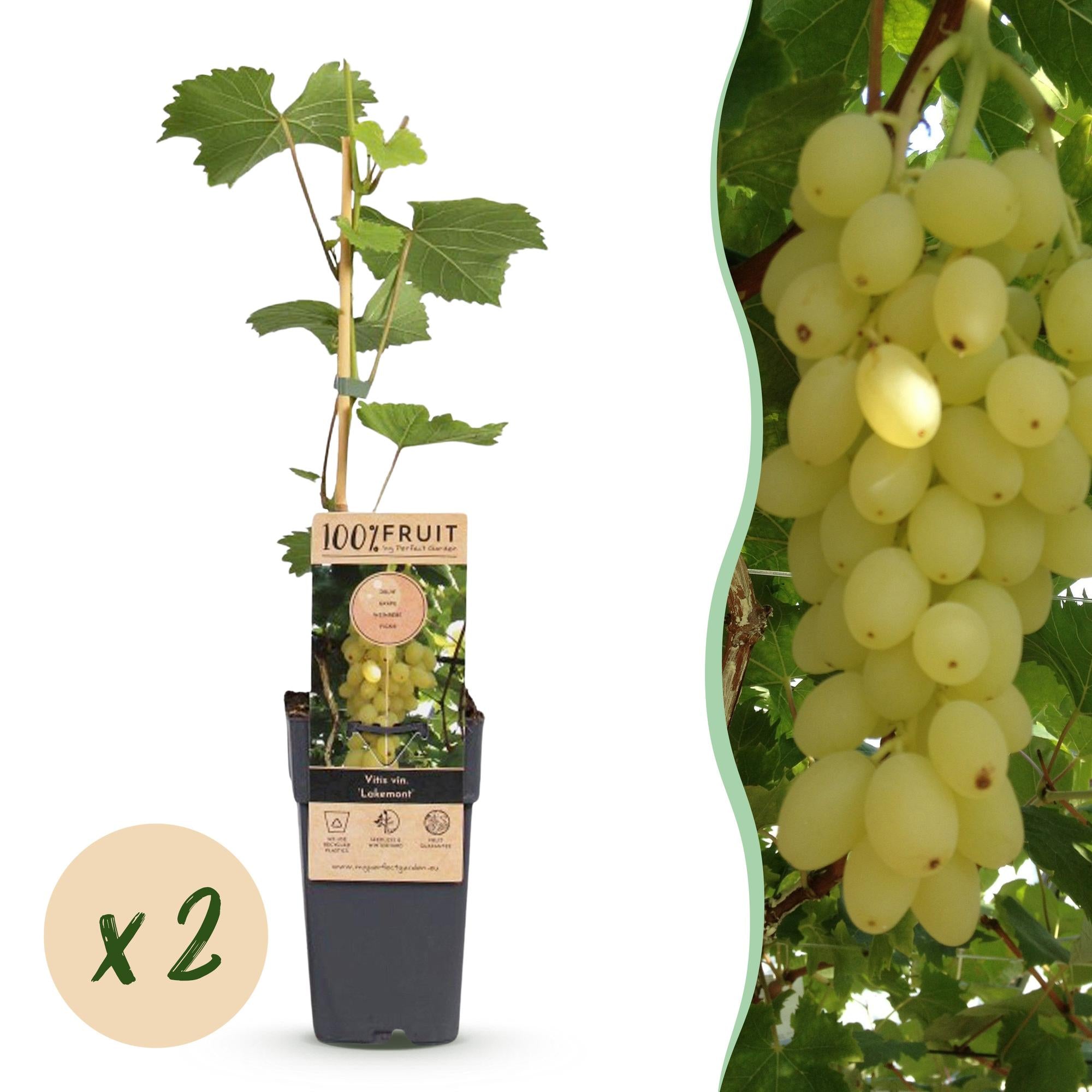 Fruitplant -2x  Vitis vinifera Lakemont - Druivenplant - Winterhard - Goudgele Druif - 2 Planten - Pot 15cm - Hoogte 50cm