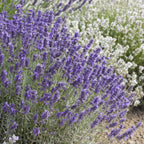 12x Lavandula 'Hidcote' - ↕10-25cm - Ø9cm